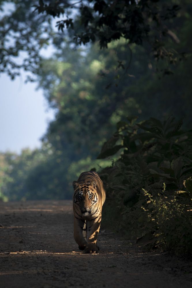 Winter Morning Stroll