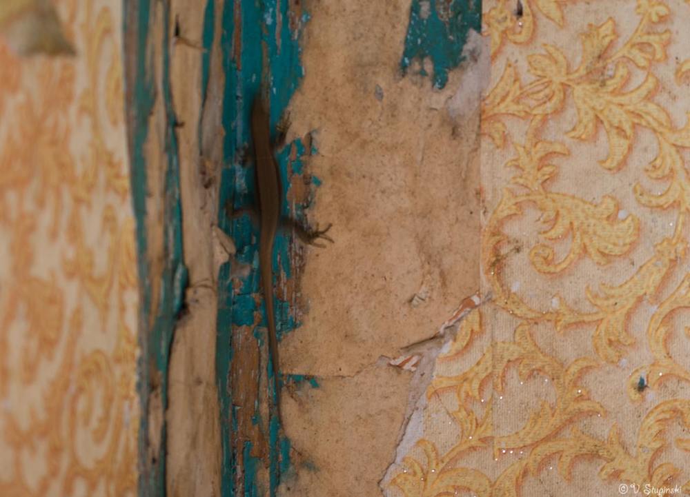 Фотография автора Владимир Ступинский