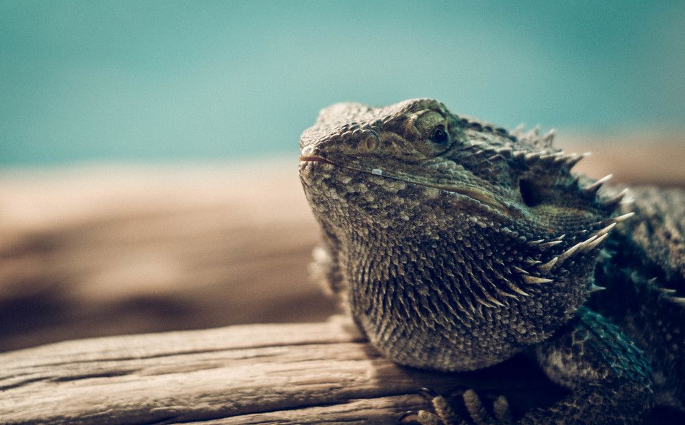 Agava lizard