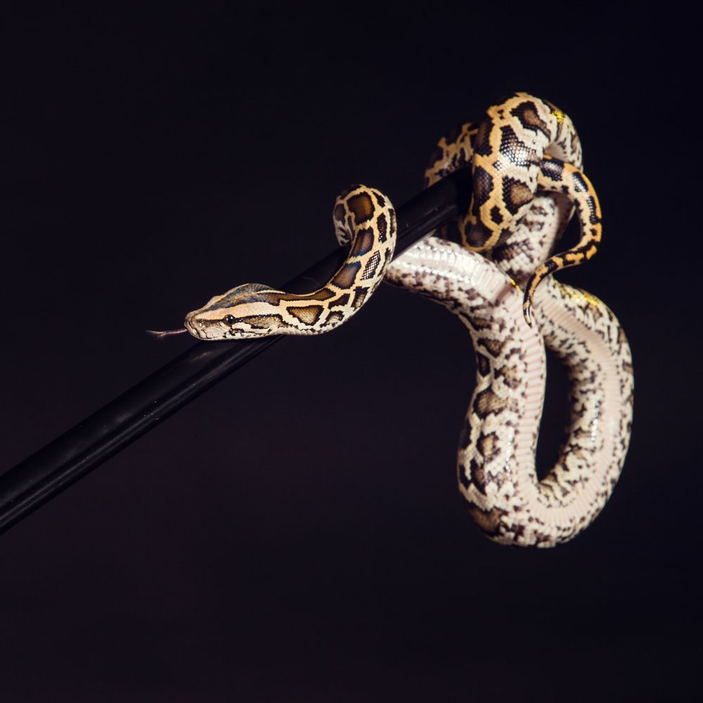 Photograph by Елена Молчанова