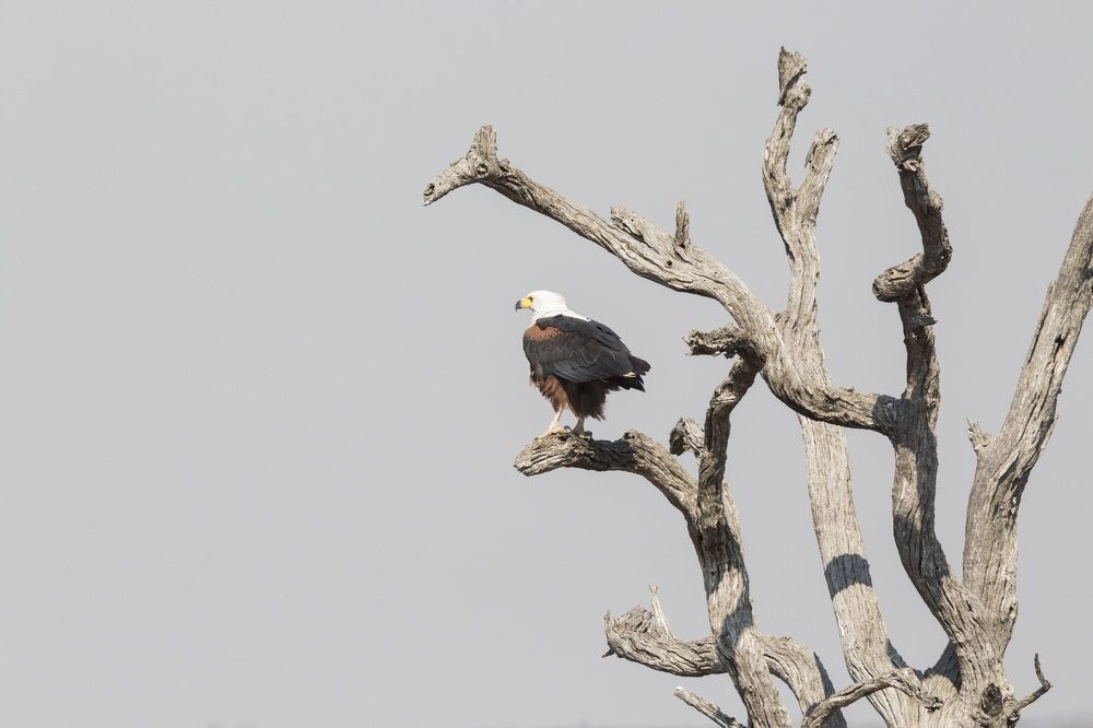 Fish Eagle
