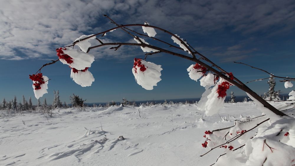 правильное мороженое