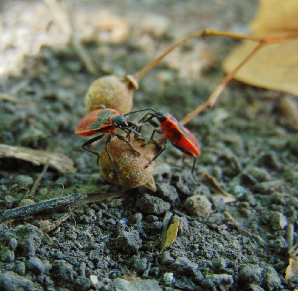 Драка солдатиков