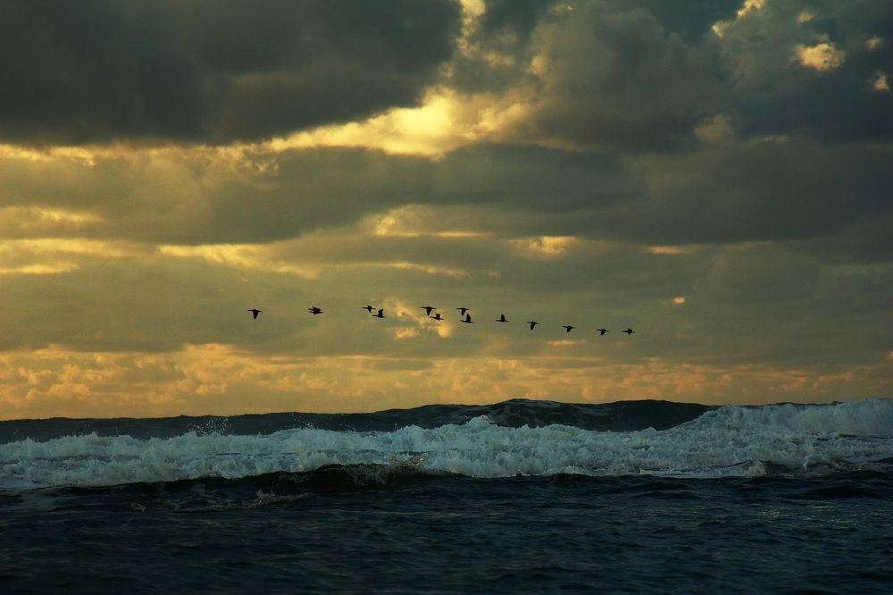 fly away