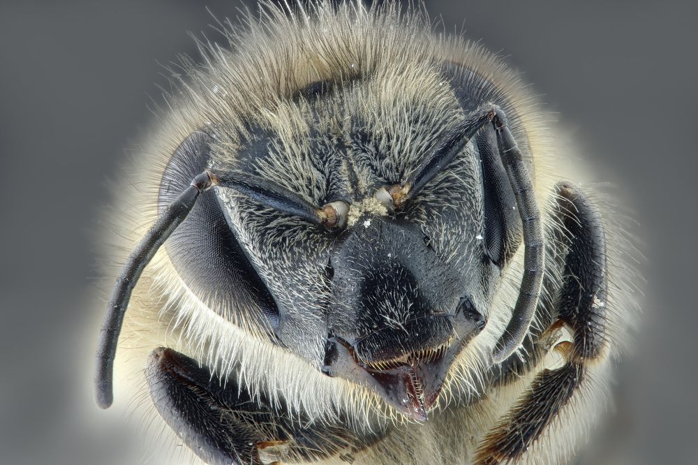 Bee