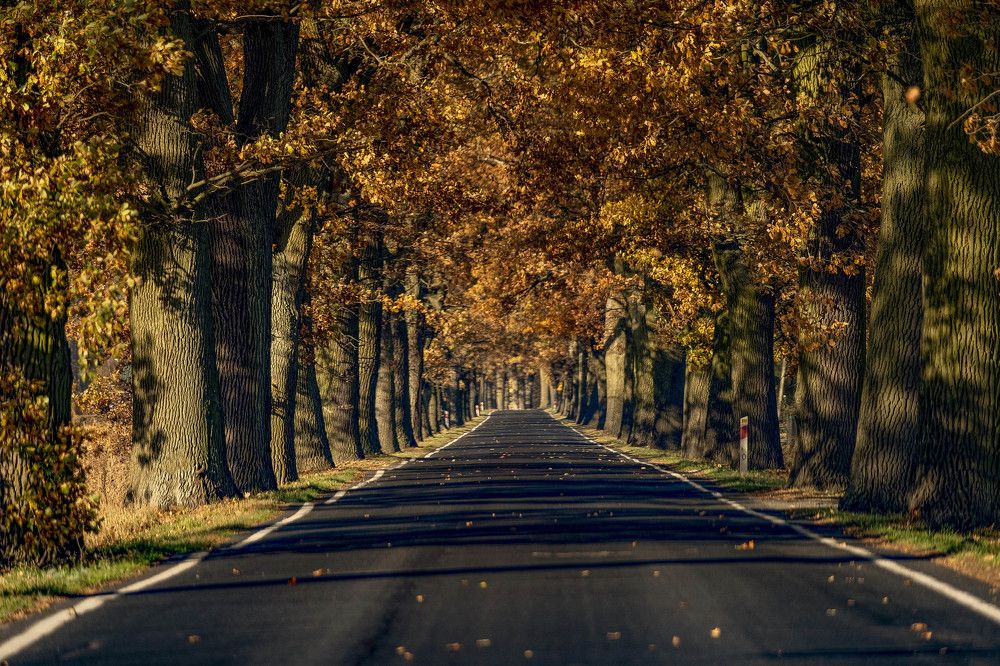 Poland Golden Autumn