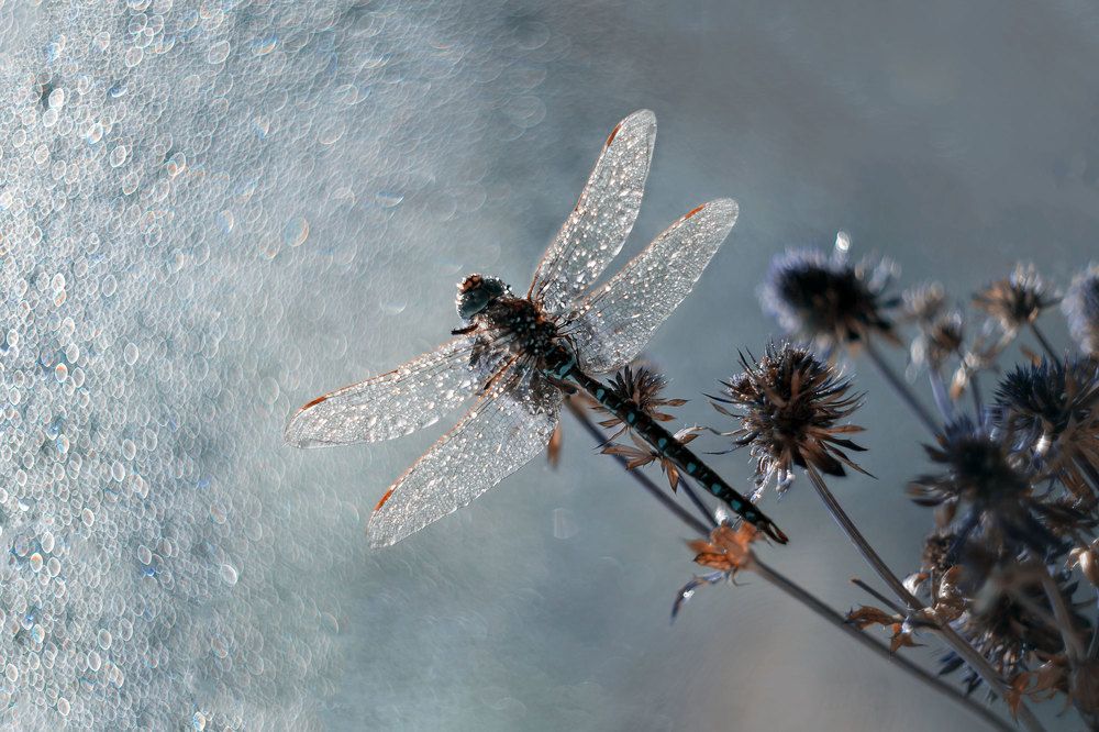 Photograph by Нурият Аллаярова