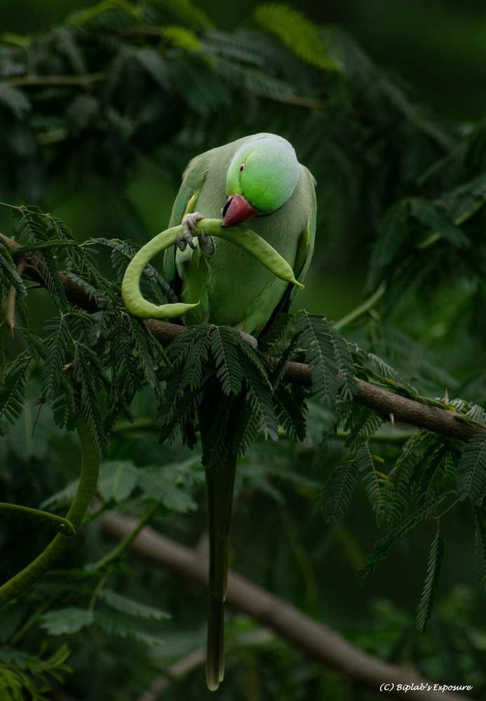 Parakeet Playing at Fun Zone