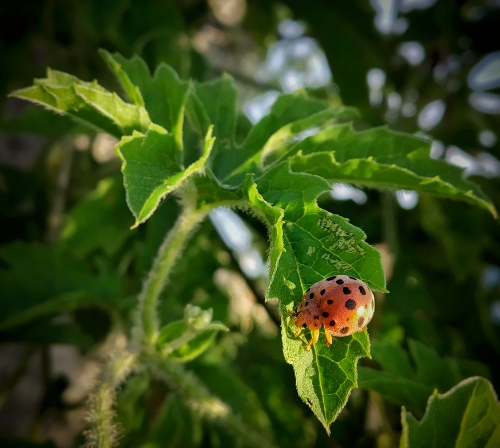 Naturaleza