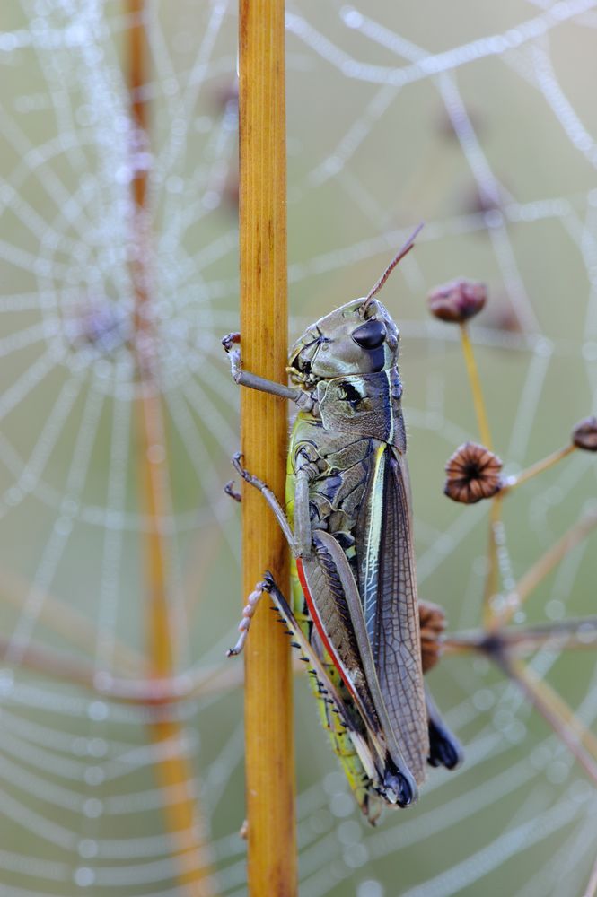 Офицеры,офицеры,ваше сердце под прицелом.