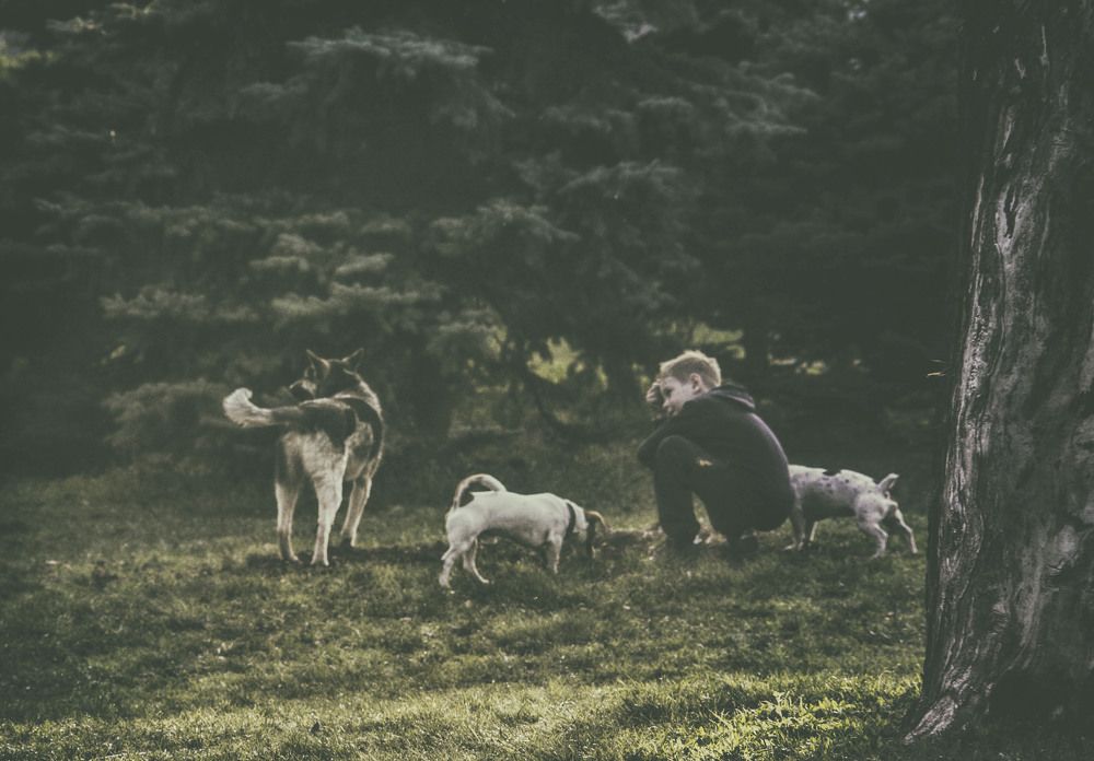 Наши меньшие друзья