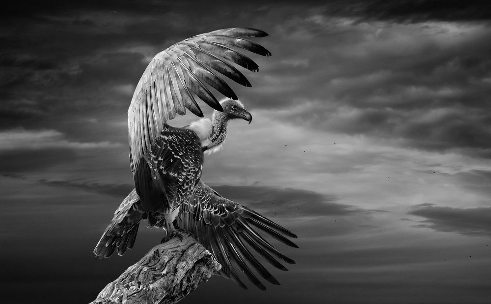 The White-backed Vulture spreading its wings