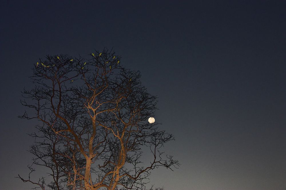 Parrots and Moon