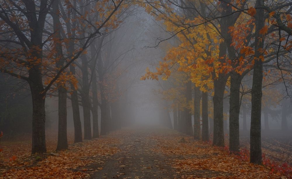 Туманное утро