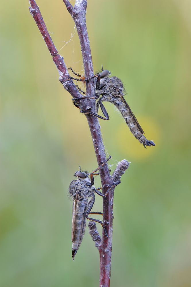 Истребители.
