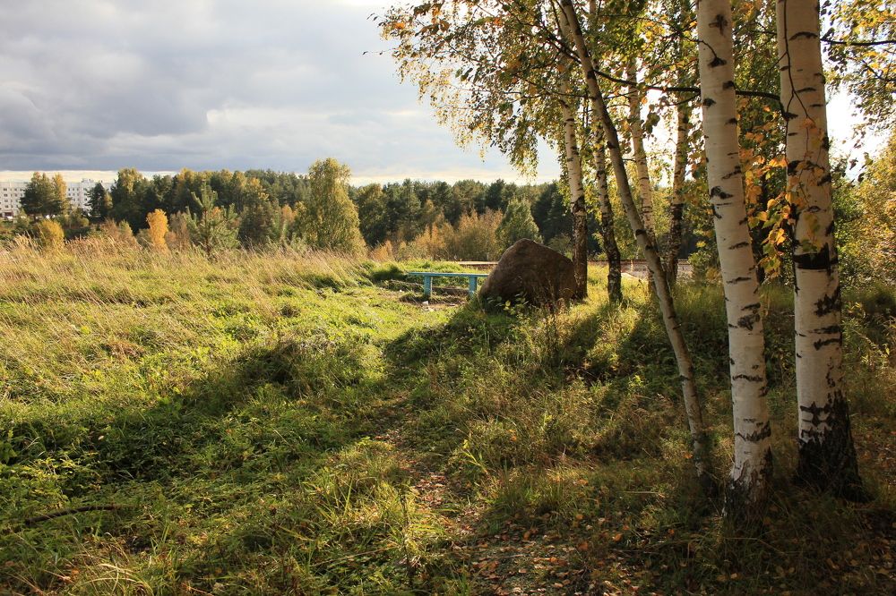 birches