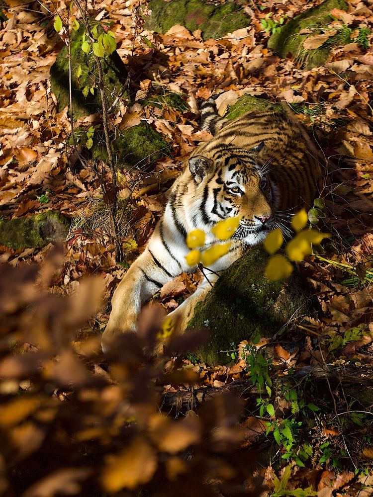 на фоне дубовой листвы