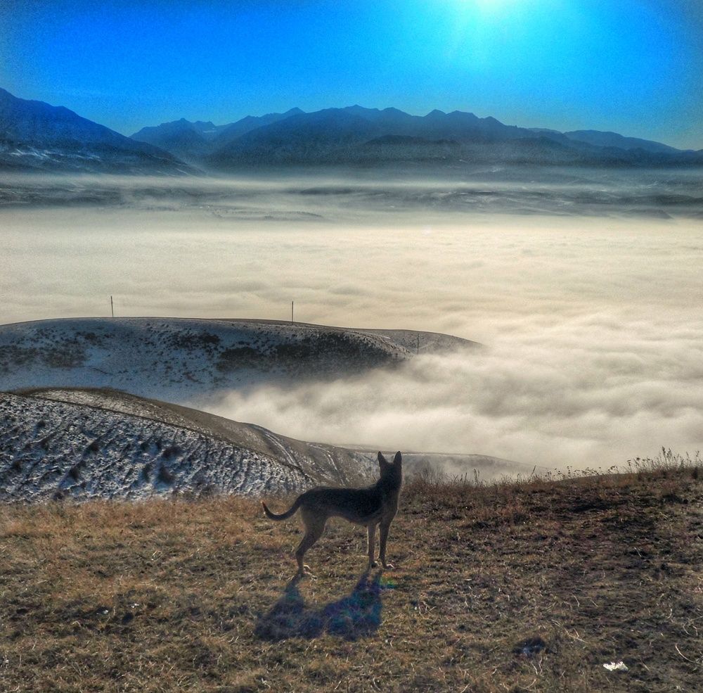 Dog & fog. Собака и туман