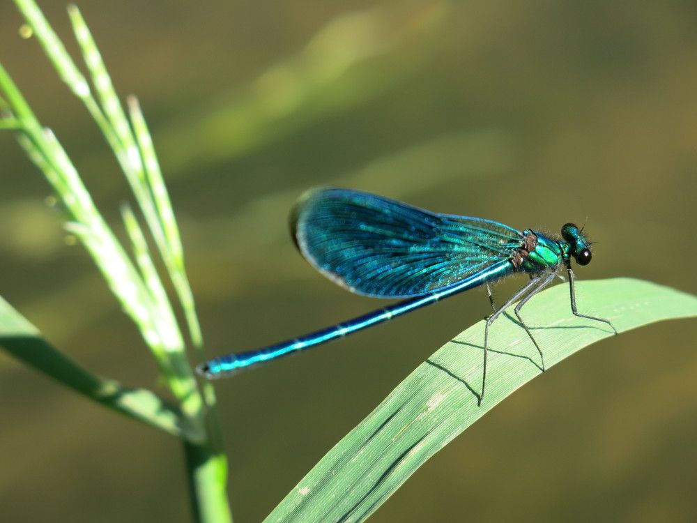 Голубая стрела.
