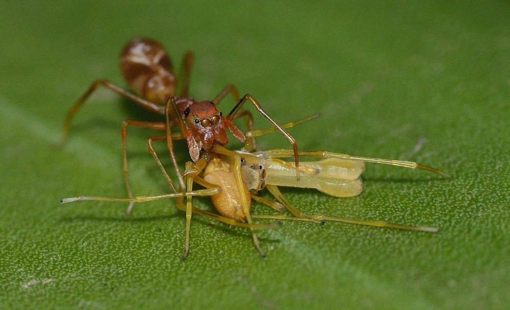 ANT MIMIC WITH SPY KILL