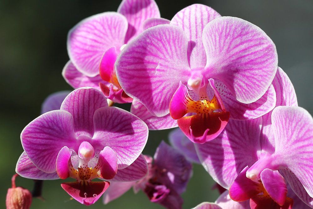 Розовые слоники...