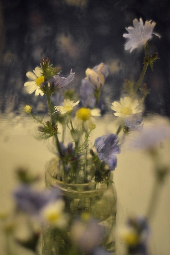 Луговые цветы