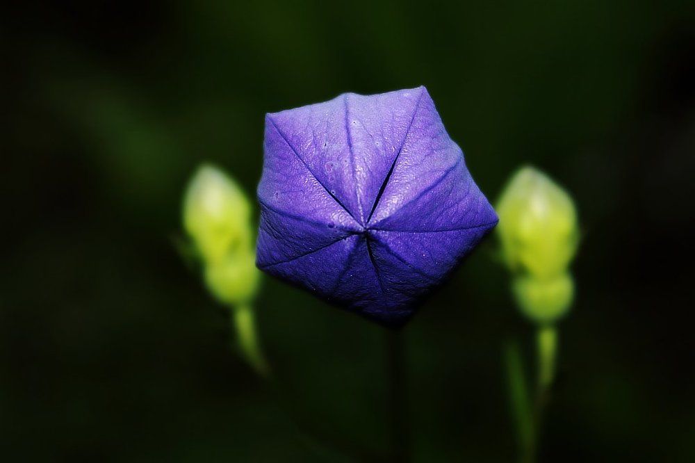 Инопланетный монстр...