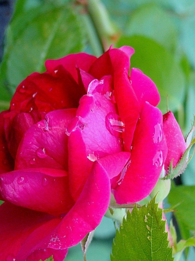 летний цветок