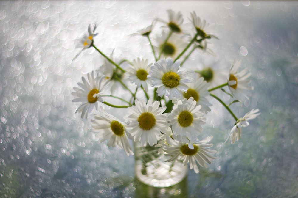 Ромашковое настроение