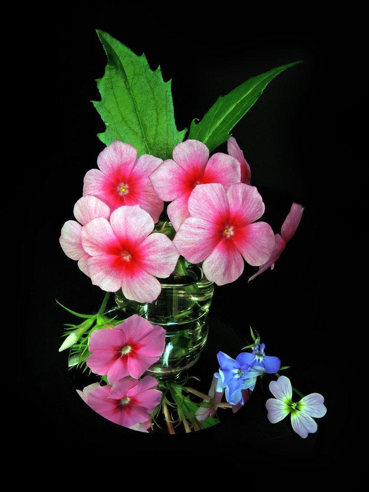 Цветы с балкона...ф.1