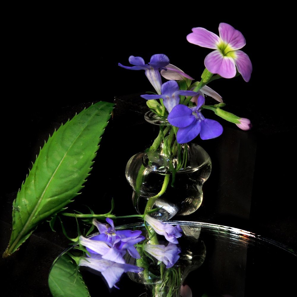 Цветы с балкона...ф.3