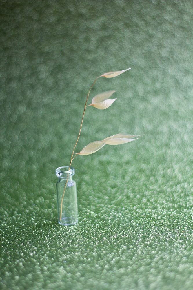 Южные травы