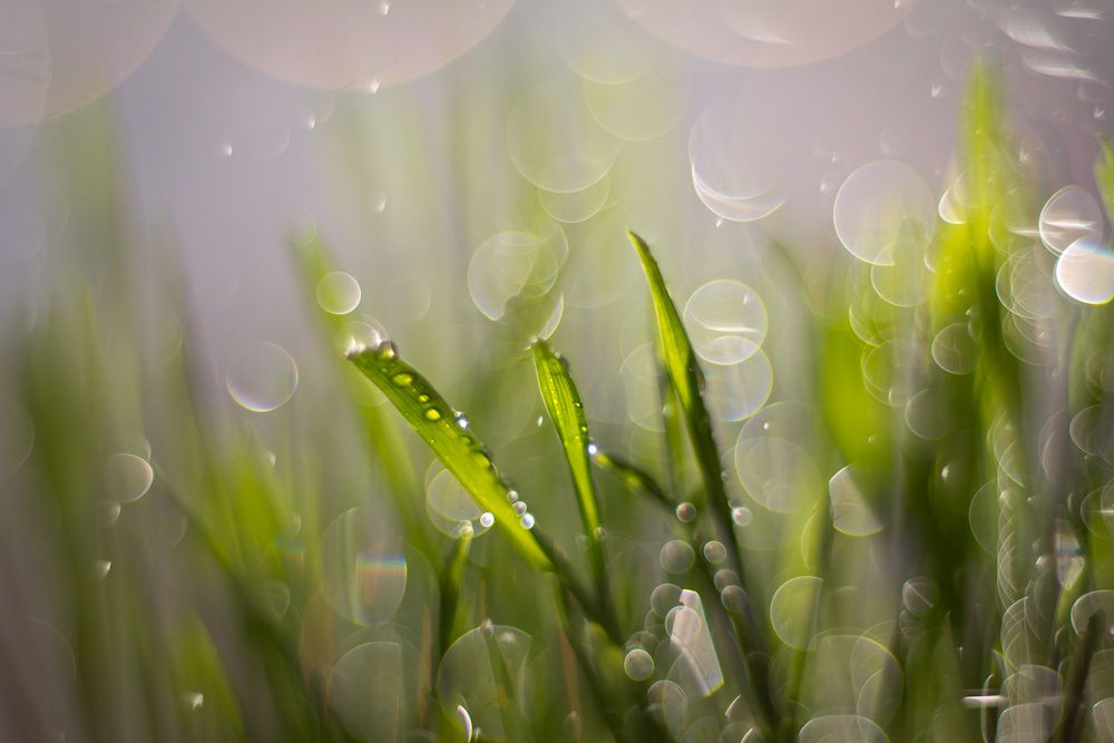 Весенняя трава