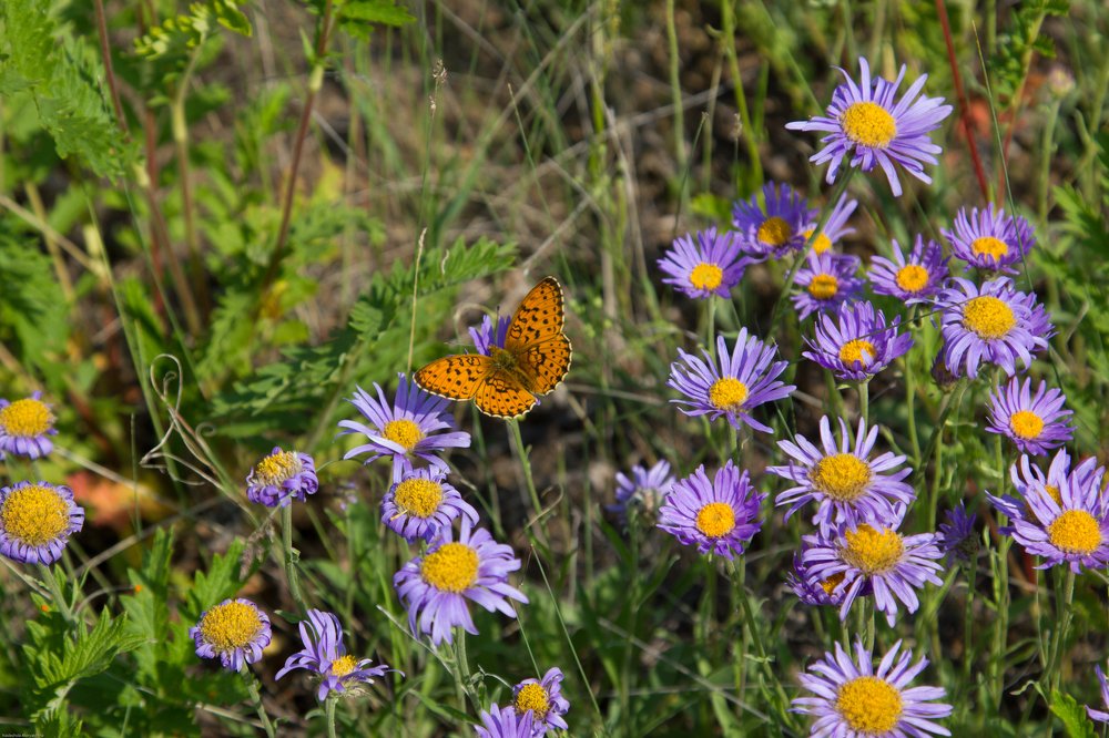 Photograph by Надежда Моряхина