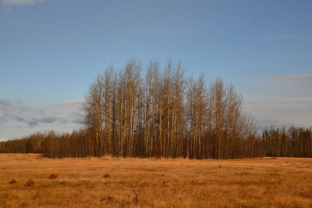 Осенняя зарисовка