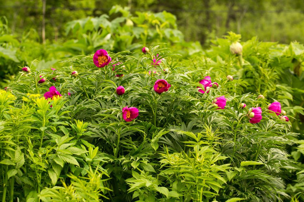 лесные цветы