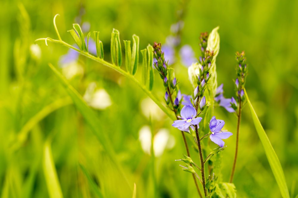 лесные цветы