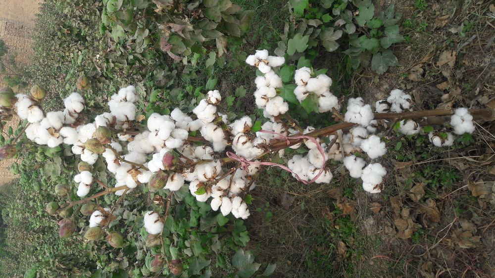 Cotton