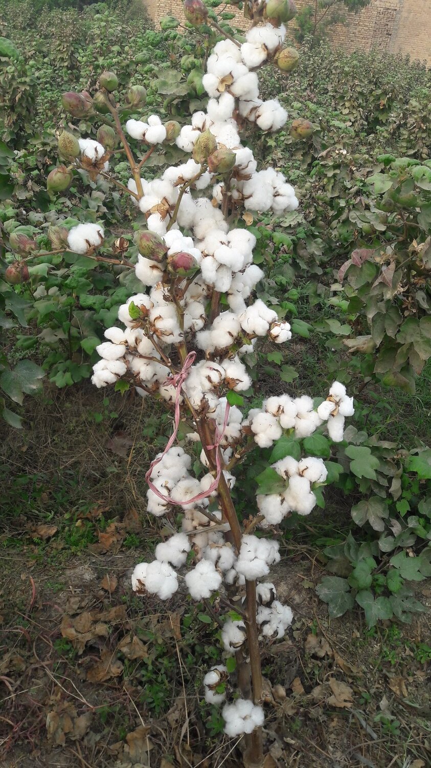 Cotton