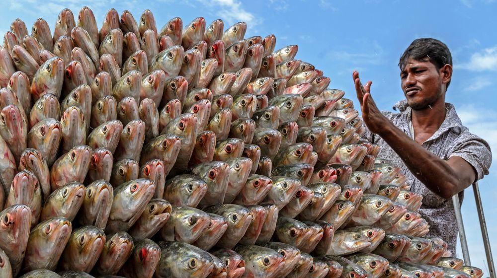 Hilsha - Most Delicious Food In The World