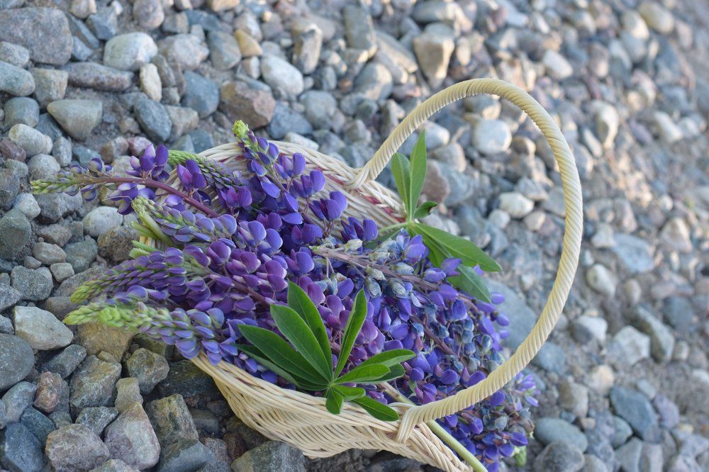 Краски лета