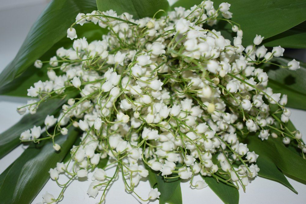 Ландыши. Весна.