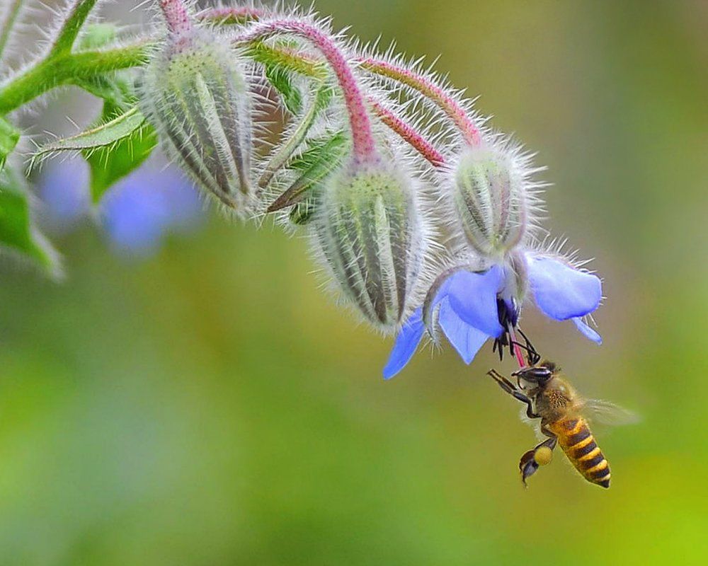 Honey... I am Coming