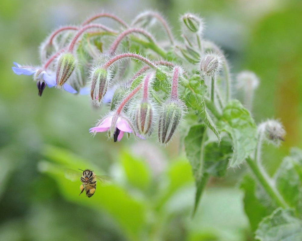Borago officinalis