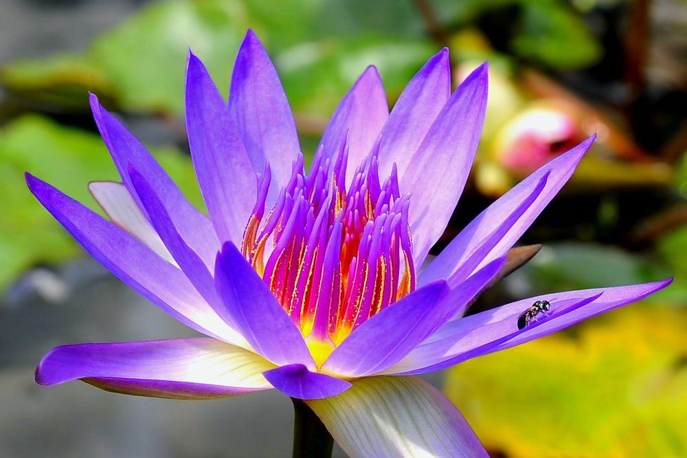 Water Lily