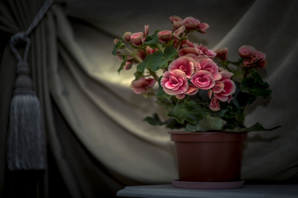 Горшочек с цветами...