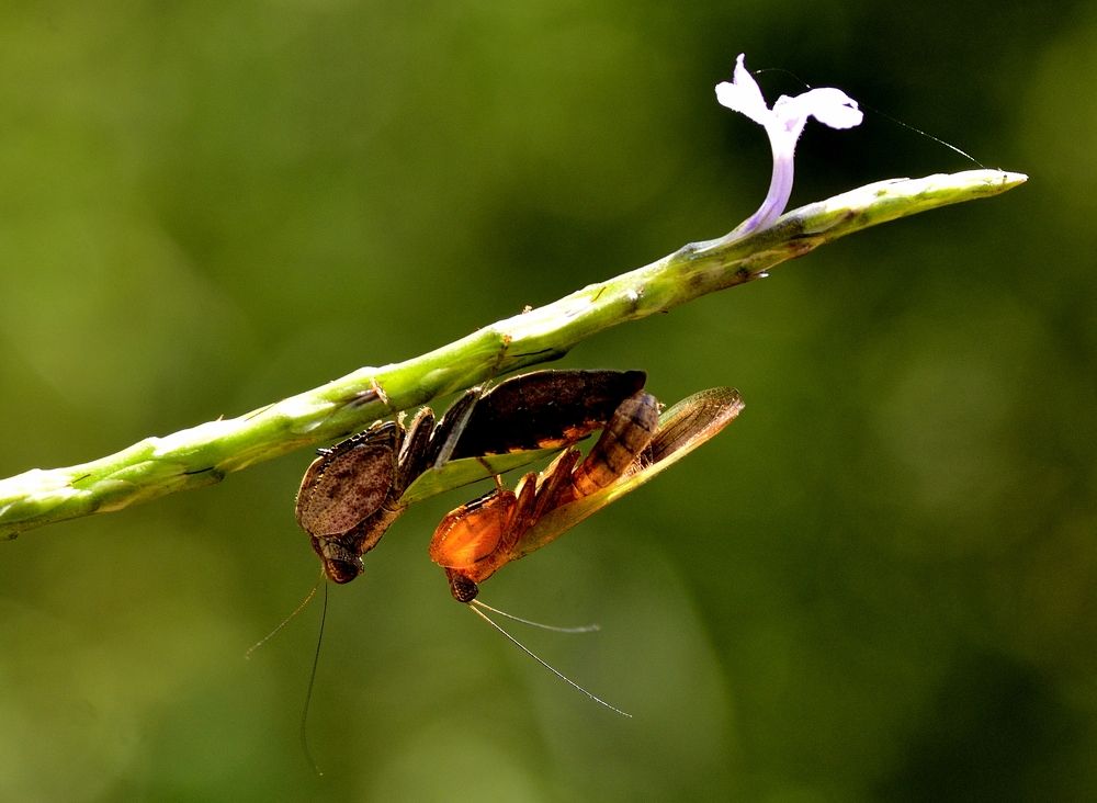 praying mantis in love
