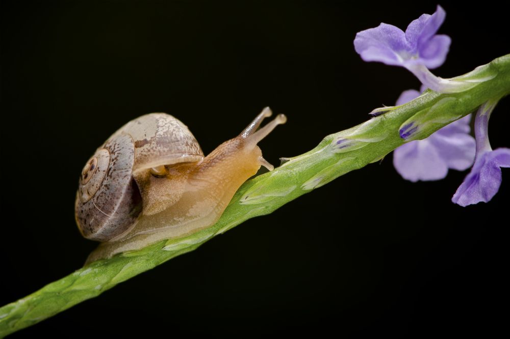Snail beauty