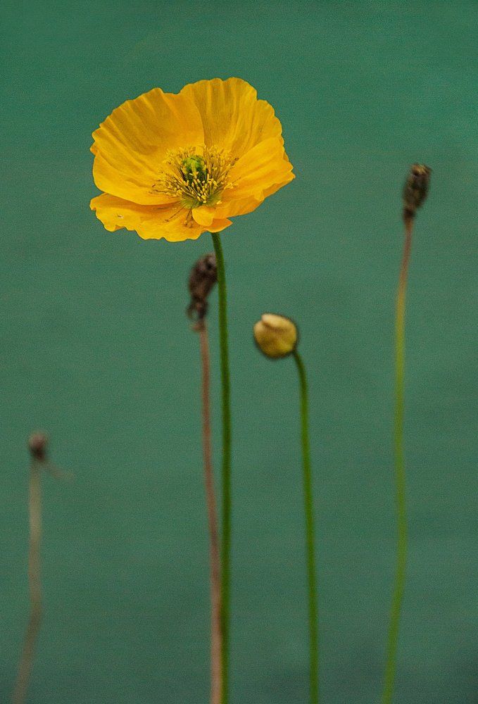 Poppy