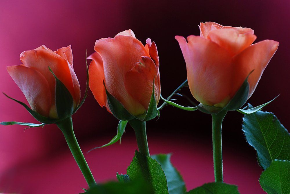 Roses